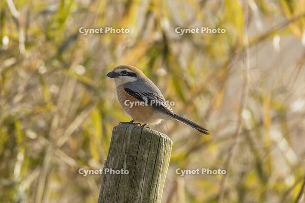 モズ [INO110001812]