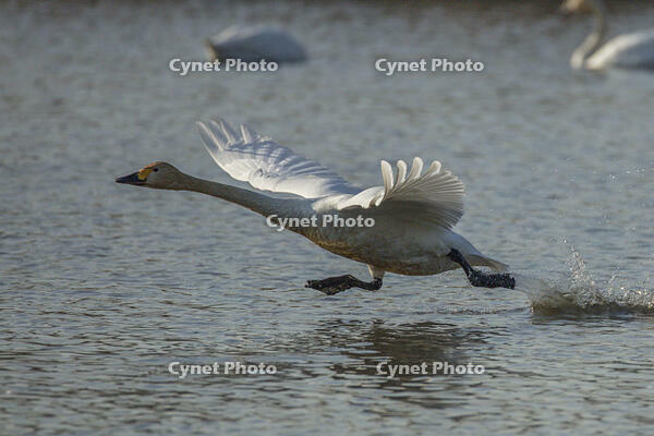 菅生沼　ハクチョウの飛び立ち [INO110001813]