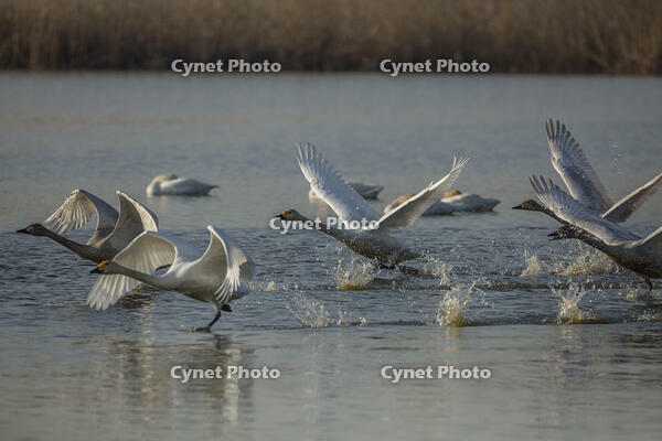 菅生沼　ハクチョウの飛び立ち [INO110001814]