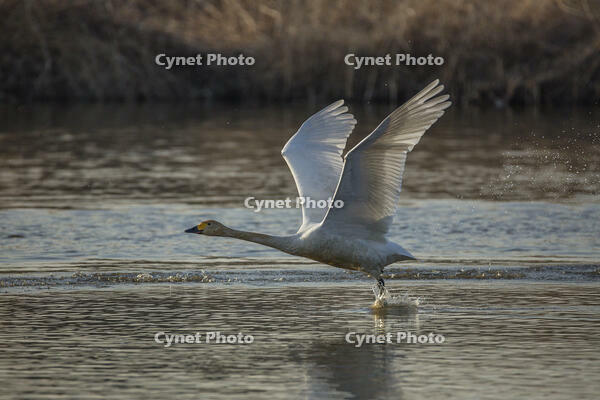 菅生沼　ハクチョウの飛び立ち [INO110001815]