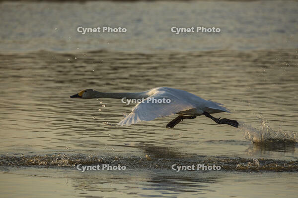 菅生沼　ハクチョウの飛び立ち [INO110001816]