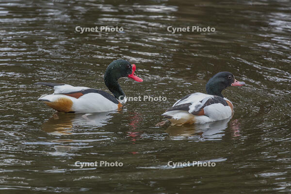 ツクシガモのつがい [INO110001817]