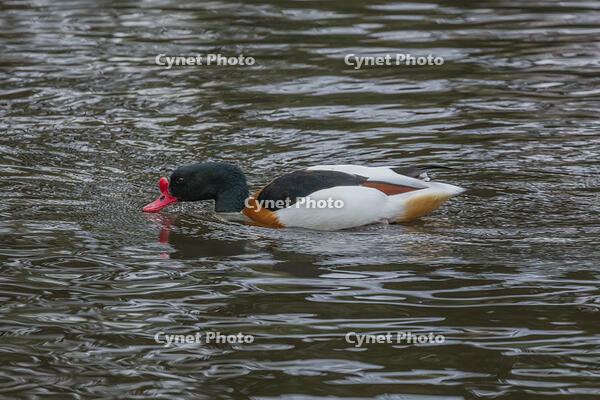 ツクシガモ（オス） [INO110001818]