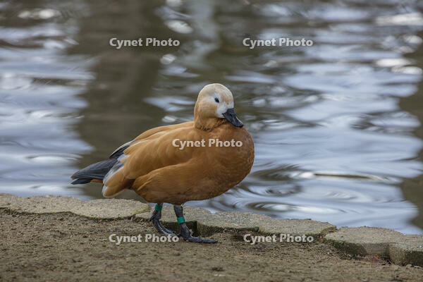 アカツクシガモ [INO110001819]