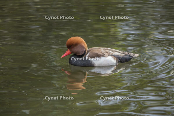 アカハシハジロ [INO110001820]