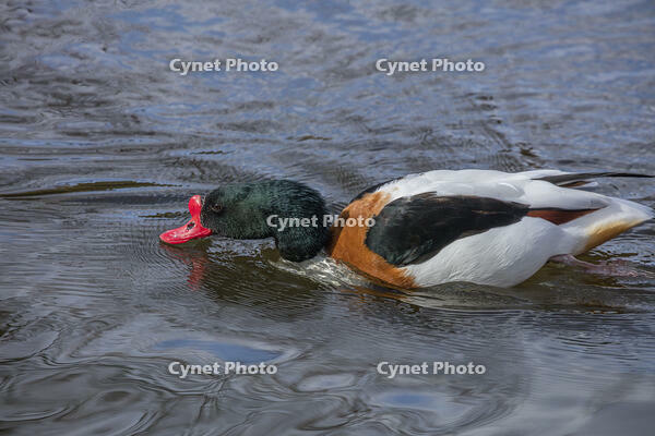 ツクシガモ（オス） [INO110001821]