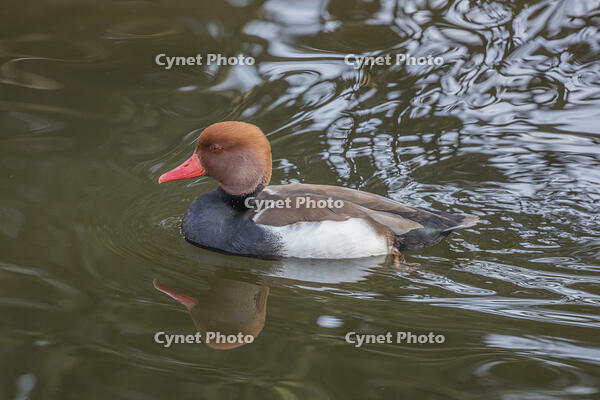 アカハシハジロ [INO110001822]