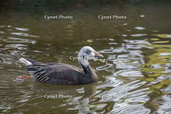 アオハクガン [INO110001823]
