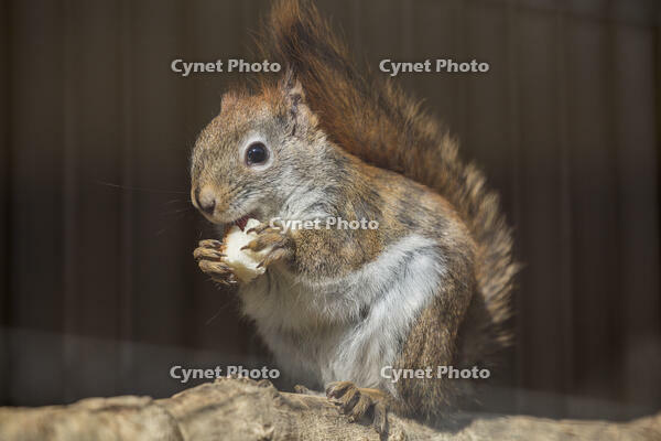子ども動物園　アメリカアカリス [INO110001824]