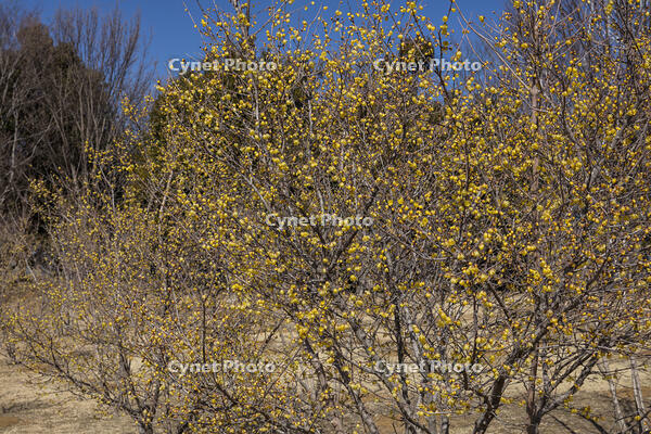 ロウバイ [INO110001825]