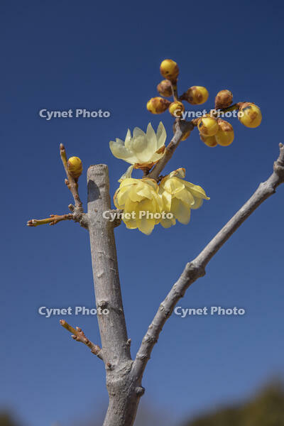 ロウバイ [INO110001828]