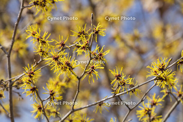 マンサク [INO110001836]