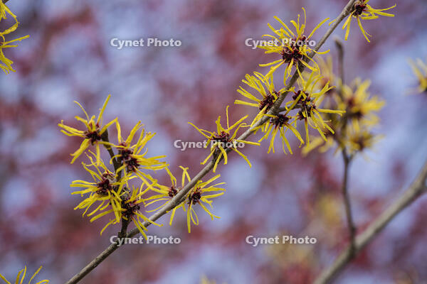 マンサク [INO110001837]