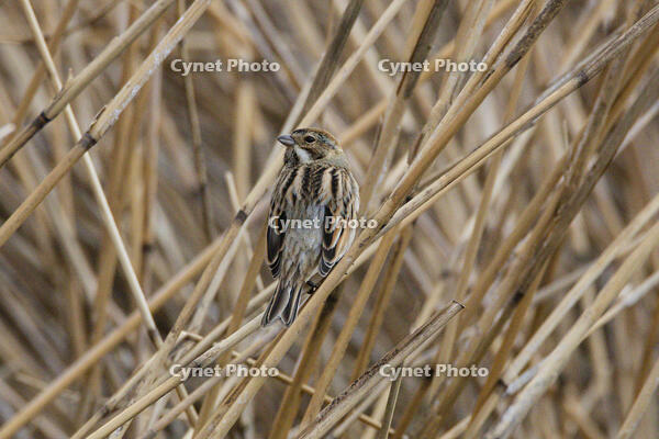 オオジュリン [INO110001839]