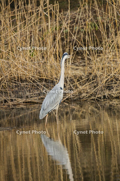 アオサギ [INO110001840]