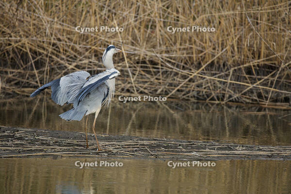 アオサギ [INO110001841]
