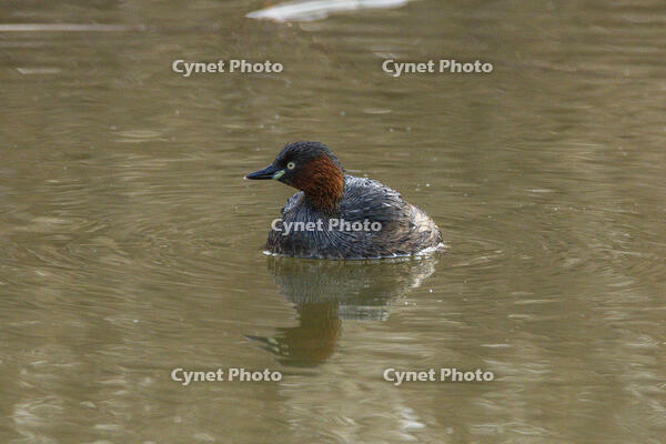 カイツブリ [INO110001842]