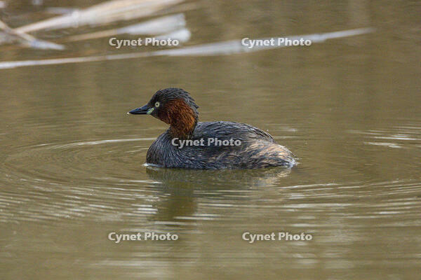 カイツブリ [INO110001843]