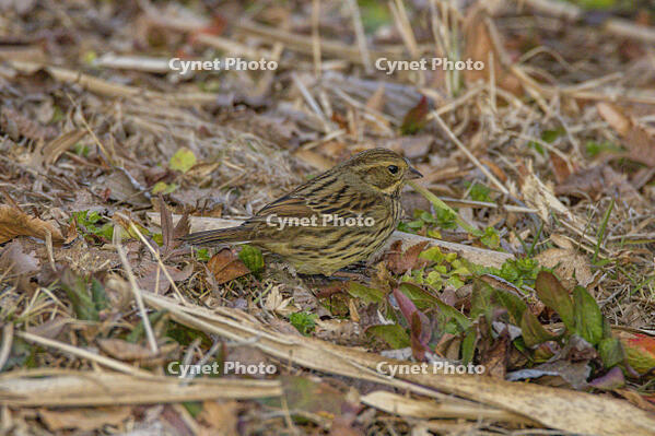 アオジ [INO110001844]