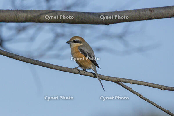 モズ [INO110001845]
