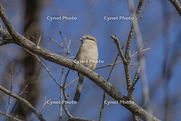 モズ [INO110001846]