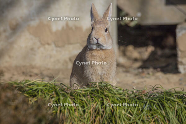 野ウサギ [INO110001847]