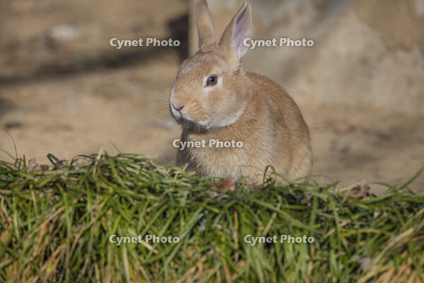 野ウサギ [INO110001848]