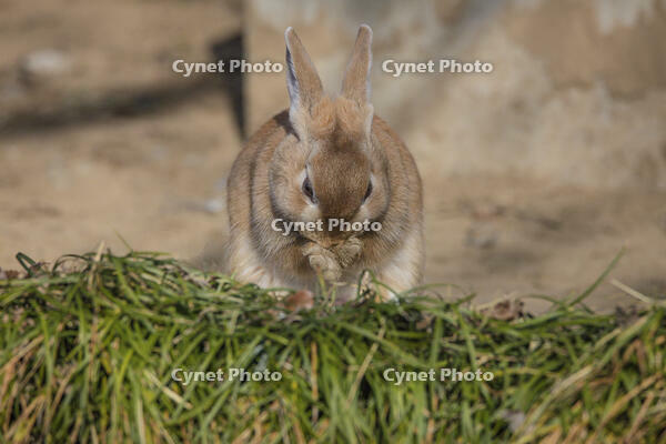野ウサギ [INO110001849]