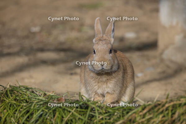 野ウサギ [INO110001850]