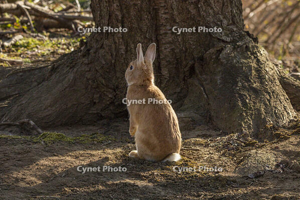 野ウサギ [INO110001851]