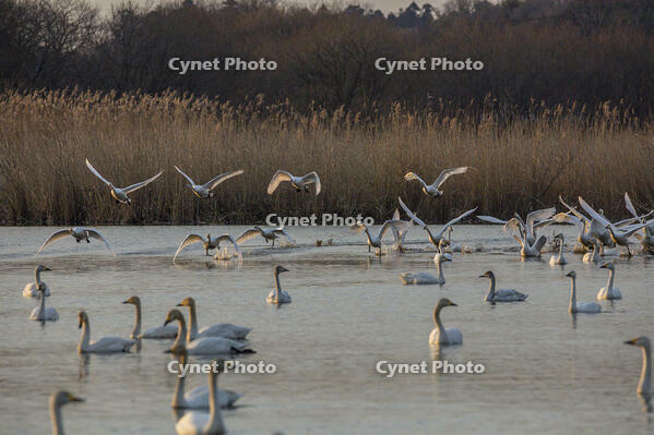 菅生沼　ハクチョウの飛び立ち [INO110001852]