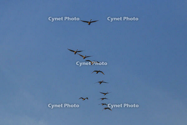 ハクチョウ　飛翔 [INO110001853]