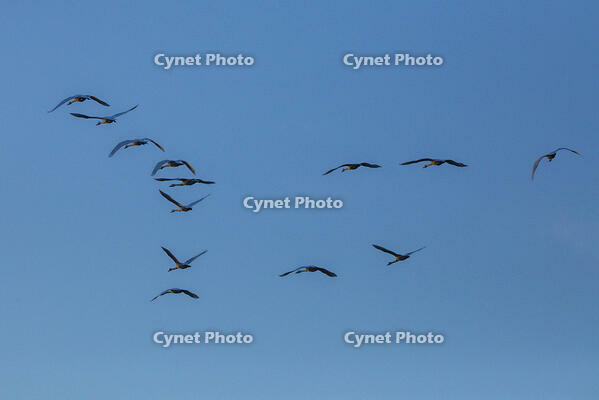 ハクチョウ　飛翔 [INO110001854]