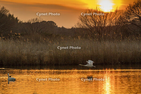 菅生沼のハクチョウ　夕景 [INO110001855]