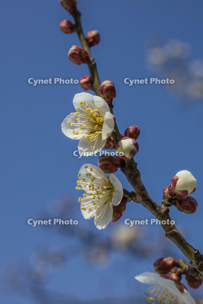 ウメ　白加賀 [INO110001856]