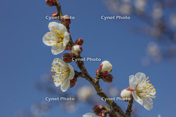 ウメ　白加賀 [INO110001857]