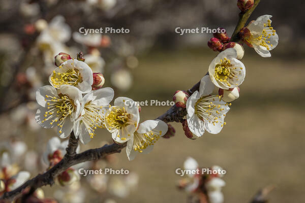 ウメ　白加賀 [INO110001858]