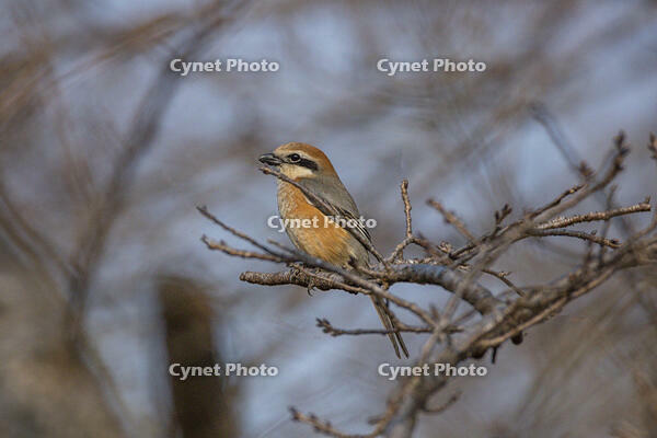 モズ [INO110001859]