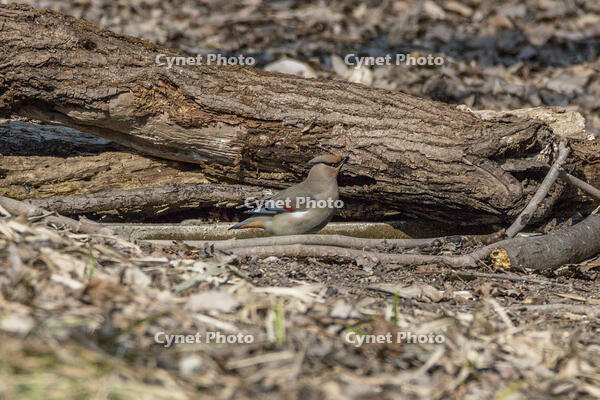 秋ヶ瀬公園　ヒレンジャク [INO110001866]