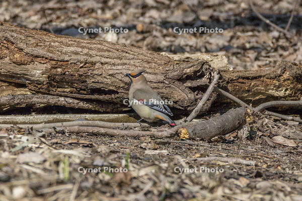 秋ヶ瀬公園　ヒレンジャク [INO110001867]