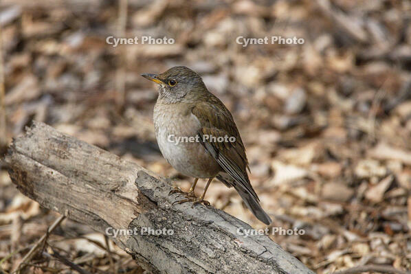秋ヶ瀬公園　シロハラ [INO110001868]