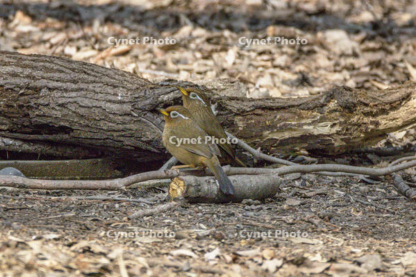秋ヶ瀬公園　ガビチョウ [INO110001870]