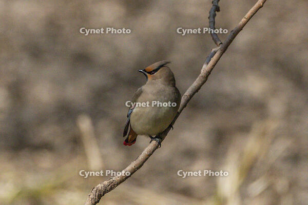秋ヶ瀬公園　ヒレンジャク [INO110001871]