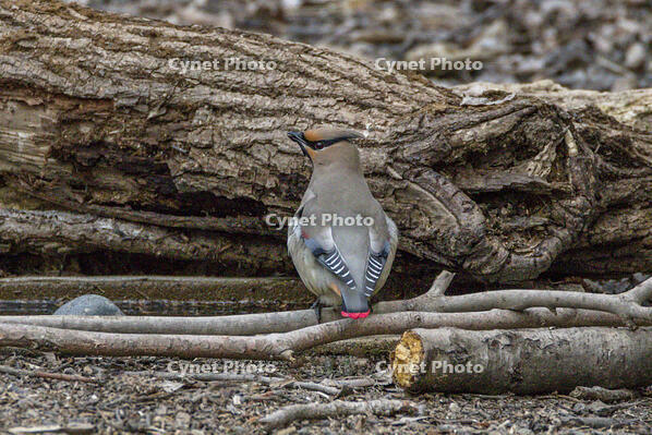 秋ヶ瀬公園　ヒレンジャク [INO110001872]