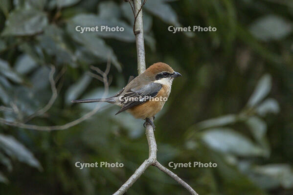 秋ヶ瀬公園　モズ [INO110001873]