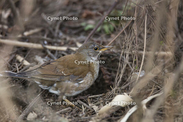 秋ヶ瀬公園　シロハラ [INO110001874]
