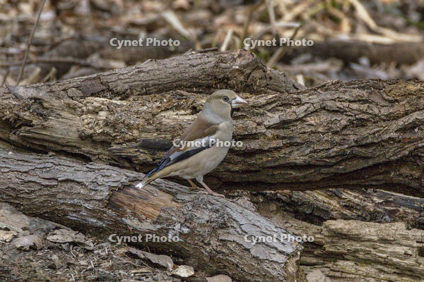 秋ヶ瀬公園　シメ [INO110001875]