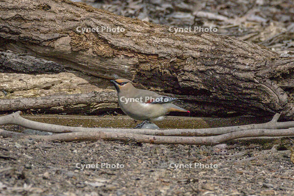 秋ヶ瀬公園　ヒレンジャク [INO110001878]