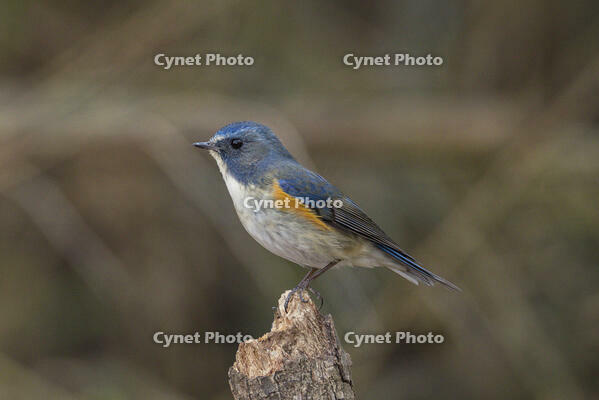 秋ヶ瀬公園　ルリビタキ [INO110001879]