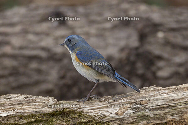 秋ヶ瀬公園　ルリビタキ [INO110001880]